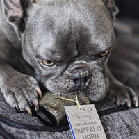 Hollings - Buffalo Horn - Standard