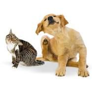 Beaphar - FIPROtec Spot On - Cat - 1 Pipette