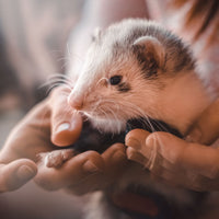 Beaphar - Ferret Malt Paste - 100g