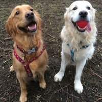 Red Dingo - Red Stars Harness - Medium