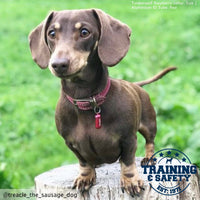 Ancol - Aluminum Dog I.D Tube