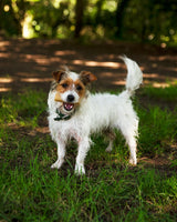 Petello - Yak Cheese With Tumeric Dog Chew - Medium (75g)