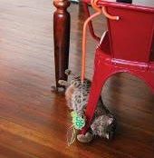 Kong - Connects Benderz - Turtle - Cat Teaser