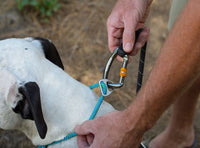 Ruffwear - Knot a Collar