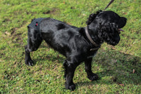 Mikki - Hygiene Pants - Large