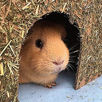 Rosewood - Naturals Edible Carrot Cottage - Large (37x25x24cm)