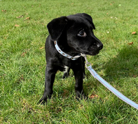 Oscar & Hooch - Dog Lead - Black & Red - Small