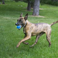 Kong - Ultra Squeak Airball - Medium 3pc