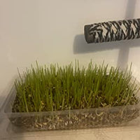 Webbox - Cat Grass Kit - 120g