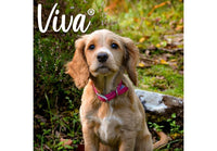 Ancol - Viva Nylon Buckle Collar - Pink - Size 6 (45-54cm)