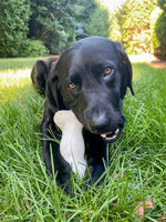 NYLABONE - GALILEO - MEDIUM