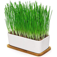Webbox - Cat Grass Kit - 120g