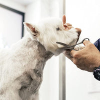 WAHL - Curved Scissors - 5 Inch