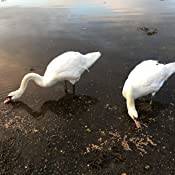 Brambles - Swan & Duck Food - 1.75kg