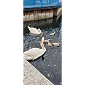 Brambles - Swan & Duck Food - 1.75kg