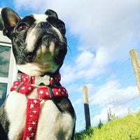 Red Dingo - Red Stars Harness - Medium