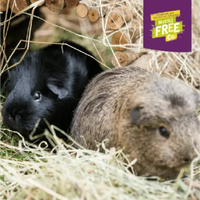 Burgess - Excel - Guinea Pig Blackcurrant - 1.5kg