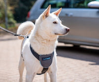 Company of Animals - Clix Car Safe Harness - Medium