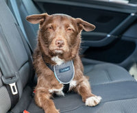 Company of Animals - Clix Car Safe Harness - Medium