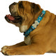 Red Dingo - Turquoise & White Star Dog Collar - Medium