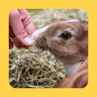 Burgess - Excel - Forage & Feast Hay Bar - Merigold - 60g