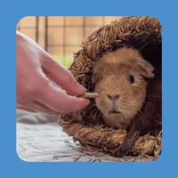 Burgess - Excel - Forage & Feast Hay Bar - Cornflower - 60g