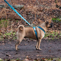 Red Dingo - Bumble Bee Turquoise Lead - Medium