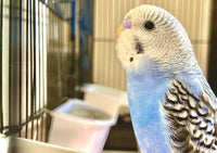 Vitakraft - Chit Chat Speaking Beads - 20g