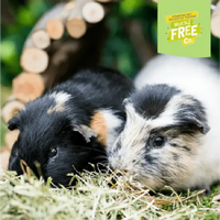 Burgess - Excel - Guinea Pig Food with Mint - 3kg