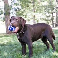 Kong - Wavz ball - Medium - Assorted colours