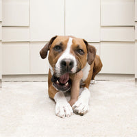 KONG - Chewstix ultra Bone - Large