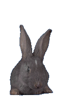 Wagg - Twitch Rabbit - 2kg