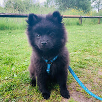 Red Dingo - Unicorn Purple Design Dog Lead - Small