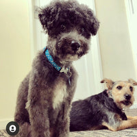 Red Dingo - Turquoise & White Star Dog Collar - Medium