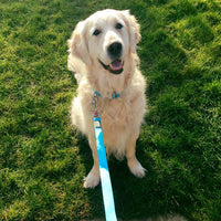 Red Dingo - Plain Red Lead - Medium