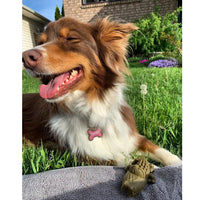 Whimzees - Alligator - Large - 6pk