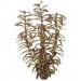 SUPERFISH - EASY PLANTS - 30CM