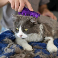 Kong - Zoom Groom - Cat