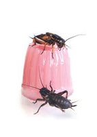 Komodo - Jelly Pot - per pot