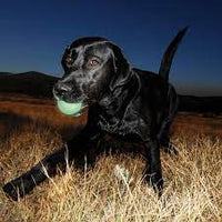 Chuckit - Max Glow Balls - Medium (6.5cm) - 2 pack