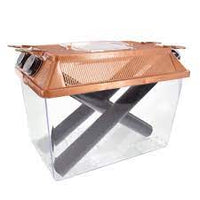 Komodo - Kricket Keeper - Large