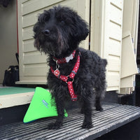 Red Dingo - Red Stars Harness - Medium