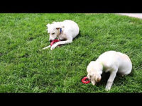 Kong - Dotz Square - Large