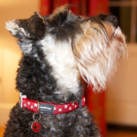 Red Dingo - Turquoise & White Star Dog Collar - Medium