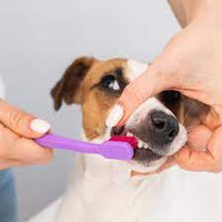 Johnsons - Dog & Cat Toothpaste - New Beef Flavour - 50g Tube