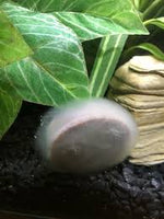 Supa - Weekend Fish Food Blocks - 4 pack