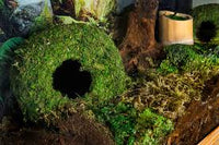 Komodo - Natural Moss Cave - Small