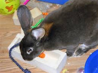 Vitakraft - Small Animal Sugar Free Drops - Wild Berry - 75g