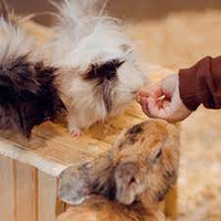 Verm x - Original Nuggets for Small Animals - 180g