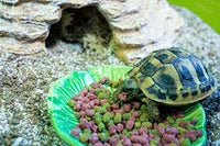 Komodo - Tortoise diet - Mixed Salad - 340g